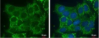 Immunocytochemistry/Immunofluorescence: DHRS2 Antibody [NBP2-16159] - Hep G2 cells were fixed in 2% paraformaldehyde/culture medium at 37oC for 30 min. Green: DHRS2 protein stained by DHRS2 antibody diluted at 1:500. Blue: Hoechst 33342 staining. Scale bar = 10 um