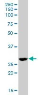 Western Blot: DHRS4 Antibody [H00010901-B01P] - Analysis of DHRS4 expression in human liver.