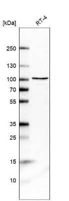 Western Blot: DHX15 Antibody [NBP2-13919] - Analysis in human cell line RT-4.