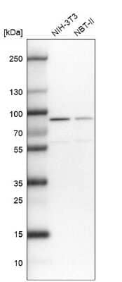 Western Blot: DHX15 Antibody [NBP2-13919] - Analysis in mouse cell line NIH-3T3 and rat cell line NBT-II.