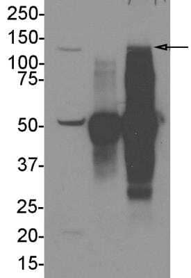 Immunoprecipitation DHX30 Antibody