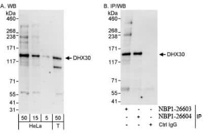 Western Blot DHX30 Antibody