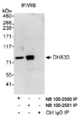 Immunoprecipitation: DHX33 Antibody [NB100-2580] - Detection of Human DHX33 by Western Blot of  Immunoprecipitates. Samples: Whole cell lysate (1 mg for IP,  20% of IP loaded) from HeLa cells.  Antibodies:  Affinity purified  rabbit anti-DHX33 antibody NB100-2580 used  for IP at 3 mcg/mg lysate. DHX33 was also immunoprecipitated  by rabbit anti-DHX33 antibody NB100-2581.  Detection: Chemiluminescence  with an exposure time of 3 minutes.