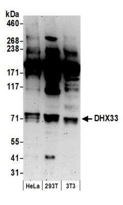 Western Blot: DHX33 Antibody [NB100-2581] - Detection of Human and Mouse DHX33 by Western Blot. Samples: Whole cell lysate (50 ug) from HeLa, 293T, and mouse NIH3T3 cells prepared using NETN lysis buffer. Antibody: Affinity purified rabbit anti-DHX33 antibody NB100-2581 used for WB at 0.1 ug/ml. Detection: Chemiluminescence with an exposure time of 3 minutes.