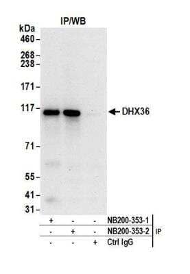 Immunoprecipitation: DHX36 Antibody [NB200-353] - Detection of human DHX36 by western blot of immunoprecipitates. Samples: Whole cell lysate (1 mg for IP; 20% of IP loaded) from HeLa cells. Antibodies: Affinity purified rabbit anti-DHX36 antibody NB200-353 (lot NB200-353-2) used for IP at 6 ug/mg lysate. DHX36 was also immunoprecipitated by a previous lot (NB200-353-1) of this antibody. For blotting immunoprecipitated DHX36, NB200-353 was used at 1 ug/ml. Detection: Chemiluminescence with an exposure time of 30 seconds.