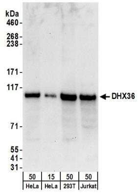 Western Blot: DHX36 Antibody [NB200-353] - Detection of Human DHX36 by Western Blot. Samples: Whole cell lysate from HeLa (15 and 50 ug), 293T (50ug) and Jurkat (50ug) cells. Antibodies: Affinity purified rabbit anti-DHX36 antibody NB200-353 used for WB at 0.4 ug/ml. Detection: Chemiluminescence with an exposure time of 30 seconds.