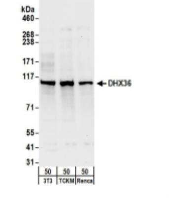 Western Blot: DHX36 Antibody [NB200-353] - Whole cell lysate from NIH3T3 (50ug), TCKM (50ug) and Renca (50ug) cells. Antibodies: Affinity purified rabbit antiDHX36 antibody used for WB at 1 ug/ml. Detection: Chemiluminescence with an exposure time of 30 seconds.