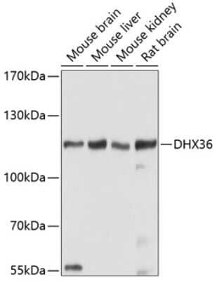 Western Blot: DHX36 Antibody [NBP2-92933] - Analysis of extracts of various cell lines, using DHX36 at 1:1000 dilution.Secondary antibody: HRP Goat Anti-Rabbit IgG (H+L) at 1:10000 dilution.Lysates/proteins: 25ug per lane.Blocking buffer: 3% nonfat dry milk in TBST.Detection: ECL Basic Kit .Exposure time: 90s.