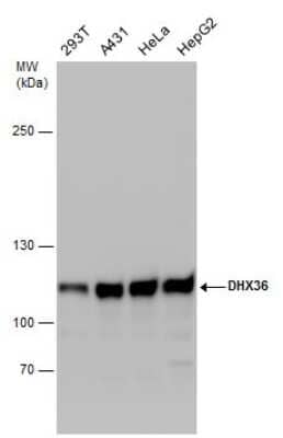 Western Blot: DHX36 Antibody [NBP3-12999] - Various whole cell extracts (30 ug) were separated by 5% SDS-PAGE, and the membrane was blotted with DHX36 antibody (NBP3-12999) diluted at 1:1000.