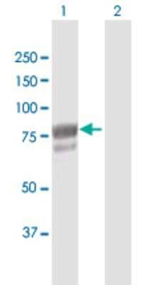 Western Blot: DHX58 Antibody [H00079132-D01P] - Analysis of DHX58 expression in transfected 293T cell line by DHX58 polyclonal antibody.Lane 1: DHX58 transfected lysate(76.60 KDa).Lane 2: Non-transfected lysate.