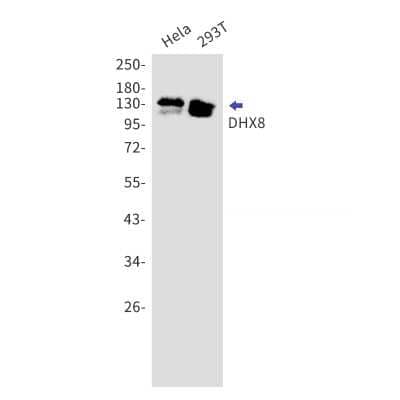 Western Blot: DHX8 Antibody (S04-1I7) [NBP3-15023] - Western blot detection of DHX8 in Hela, 293T cell lysates using DHX8 Rabbit mAb (1:1000 diluted). Predicted band size: 139kDa. Observed band size: 139kDa.