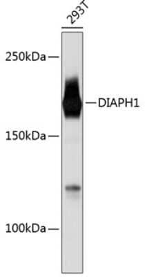 Western Blot: DIAPH1 Antibody (6N10D0) [NBP3-15410] - Western blot analysis of extracts of 293T cells, using DIAPH1 Rabbit mAb (NBP3-15410) at 1:1000 dilution. Secondary antibody: HRP Goat Anti-Rabbit IgG (H+L) at 1:10000 dilution. Lysates/proteins: 25ug per lane. Blocking buffer: 3% nonfat dry milk in TBST. Detection: ECL Basic Kit. Exposure time: 10s.