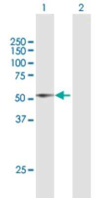 Western Blot: DIAPH1 Antibody [H00001729-B02P] - Analysis of DIAPH1 expression in transfected 293T cell line by DIAPH1 polyclonal antibody.  Lane 1: DIAPH1 transfected lysate(44.44 KDa). Lane 2: Non-transfected lysate.