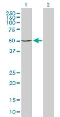 Western Blot: DIAPH1 Antibody [H00001729-D01P] - Analysis of DIAPH1 expression in transfected 293T cell line by DIAPH1 polyclonal antibody.Lane 1: DIAPH1 transfected lysate(44.44 KDa).Lane 2: Non-transfected lysate.