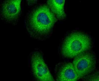 Immunocytochemistry/Immunofluorescence: DIAPH3 Antibody [NBP2-80419] - Staining DIAPH3 in A431 cells (green). The nuclear counter stain is DAPI (blue). Cells were fixed in paraformaldehyde, permeabilized with 0.25% Triton X100/PBS.
