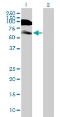 Western Blot: DIDO1 Antibody [H00011083-B01P] - Analysis of DIDO1 expression in transfected 293T cell line by DIDO1 polyclonal antibody.  Lane 1: DIDO1 transfected lysate(59.84 KDa). Lane 2: Non-transfected lysate.