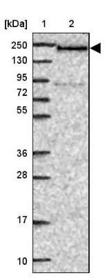 Western Blot: DIDO1 Antibody [NBP2-33269] - Lane 1: Marker [kDa] 250, 130, 95, 72, 55, 36, 28, 17, 10Lane 2: Human cell line RT-4