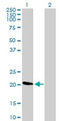 Western Blot: DIRAS1 Antibody [H00148252-B01P] - Analysis of DIRAS1 expression in transfected 293T cell line by DIRAS1 polyclonal antibody.  Lane 1: DIRAS1 transfected lysate(21.78 KDa). Lane 2: Non-transfected lysate.