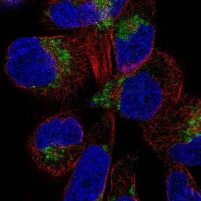Immunocytochemistry/ Immunofluorescence DIRC2 Antibody - BSA Free