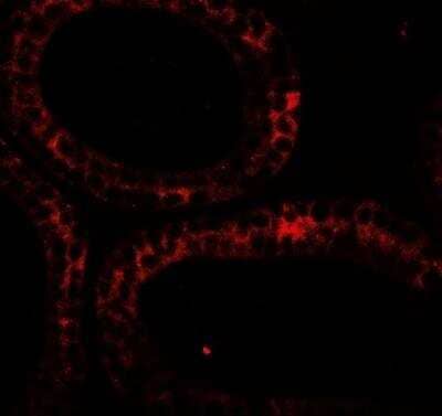 Immunocytochemistry/Immunofluorescence: DIS3 Antibody [NBP2-81804] - Immunofluorescence of DIS3 in mouse testis tissue with DIS3 antibody at 20 ug/ml.