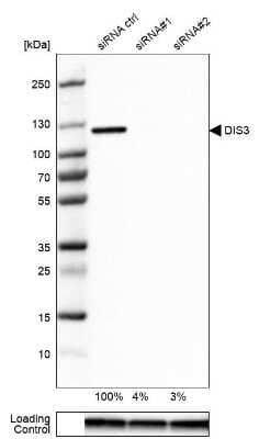 Western Blot: DIS3 Antibody [NBP1-85209] - Analysis in U-87MG ATCC cells transfected with control siRNA, target specific siRNA probe #1 and #2,. Remaining relative intensity is presented. Loading control: Anti-GAPDH.