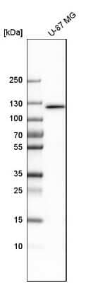 <b>Genetic Strategies Validation. </b>Western Blot: DIS3 Antibody [NBP1-85209] - Analysis in human cell line U-87 MG.