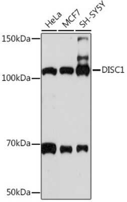 Western Blot: DISC1 Antibody (4U5N1) [NBP3-16462] - Western blot analysis of extracts of various cell lines, using DISC1 Rabbit mAb (NBP3-16462) at 1:1000 dilution. Secondary antibody: HRP Goat Anti-Rabbit IgG (H+L) at 1:10000 dilution. Lysates/proteins: 25ug per lane. Blocking buffer: 3% nonfat dry milk in TBST. Detection: ECL Basic Kit. Exposure time: 10s.