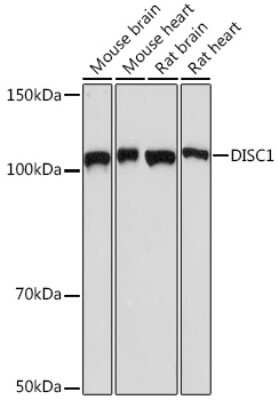 Western Blot: DISC1 Antibody (4U5N1) [NBP3-16462] - Western blot analysis of extracts of various cell lines, using DISC1 Rabbit mAb (NBP3-16462) at 1:1000 dilution. Secondary antibody: HRP Goat Anti-Rabbit IgG (H+L) at 1:10000 dilution. Lysates/proteins: 25ug per lane. Blocking buffer: 3% nonfat dry milk in TBST. Detection: ECL Basic Kit. Exposure time: 30s.