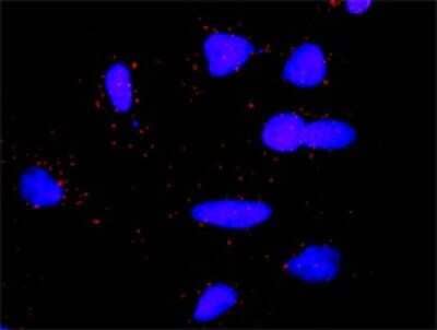 Proximity Ligation Assay: DLG1 Antibody (1D8) [H00001739-M01] - Analysis of protein-protein interactions between LCK and DLG1. HeLa cells were stained with anti-LCK rabbit purified polyclonal 1:1200 and anti-DLG1 mouse monoclonal antibody 1:50. Each red dot represents the detection of protein-protein interaction complex, and nuclei were counterstained with DAPI (blue).