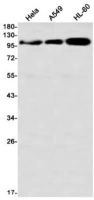 Western Blot: DLG1 Antibody (S06-6C8) [NBP3-20002] - Western blot detection of DLG1 in Hela, A549, HL-60 using NBP3-20002 (1:1000 diluted)