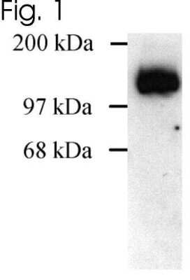 Western Blot: DLG1 Antibody [NBP2-22474] - Analysis of SAP97 on extract from COS cells transfected with rat SAP97.