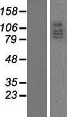 Western Blot: DLG5 Overexpression Lysate (Adult Normal) [NBP2-07830] Left-Empty vector transfected control cell lysate (HEK293 cell lysate); Right -Over-expression Lysate for DLG5.