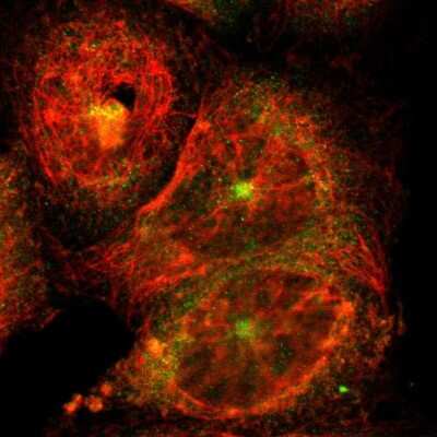 Immunocytochemistry/Immunofluorescence: DLG7/HURP Antibody [NBP1-87976] - Staining of human cell line A-431 shows localization to cytosol & microtubule organizing center. Antibody staining is shown in green.