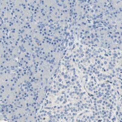 Immunohistochemistry-Paraffin: DLG7/HURP Antibody [NBP1-87976] - Staining of human pancreas shows no positivity in exocrine or endocrine glandular cells as expected.