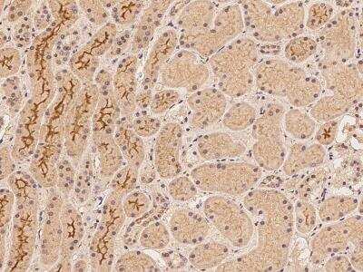 Immunohistochemistry-Paraffin: DLGAP2 Antibody [NBP3-06268] - Immunochemical staining of human DLGAP2 in human kidney with rabbit polyclonal antibody at 1:100 dilution, formalin-fixed paraffin embedded sections.