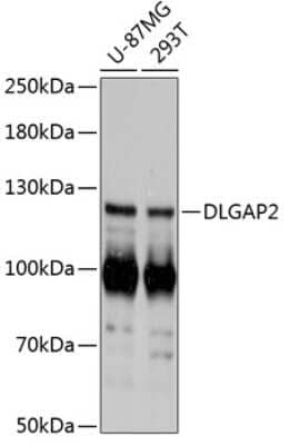 Western Blot: DLGAP2 Antibody [NBP3-05104] - Analysis of extracts of various cell lines, using DLGAP2 antibody at 1:3000 dilution. Secondary antibody: HRP Goat Anti-Rabbit IgG (H+L) at 1:10000 dilution. Lysates/proteins: 25ug per lane. Blocking buffer: 3% nonfat dry milk in TBST. Detection: ECL Basic Kit