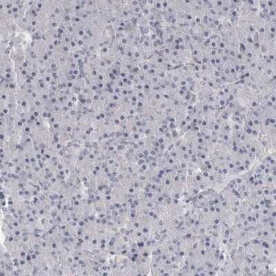 Immunohistochemistry-Paraffin: DLGAP3 Antibody [NBP1-90601] - Staining of human pancreas shows low expression as expected.
