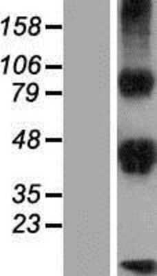 Western Blot: DLK2 Overexpression Lysate (Adult Normal) [NBP2-06371] Left-Empty vector transfected control cell lysate (HEK293 cell lysate); Right -Over-expression Lysate for DLK2.
