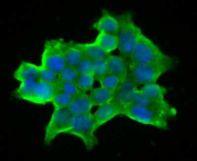 Immunocytochemistry/Immunofluorescence: DLL4 Antibody [NBP2-89151] - Staining DLL4 in 293T cells (green). The nuclear counter stain is DAPI (blue). Cells were fixed in paraformaldehyde, permeabilised with 0.25% Triton X100/PBS.