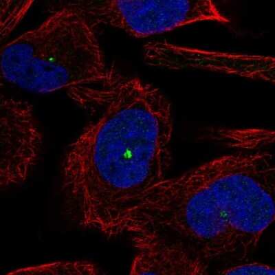 Immunocytochemistry/Immunofluorescence: DMBT1/GP340 Antibody [NBP2-38471] - Staining of human cell line RH-30 shows localization to microtubule organizing center. Antibody staining is shown in green.