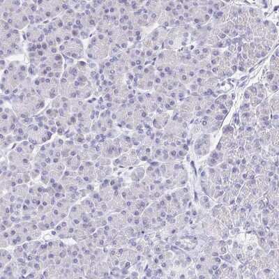 Immunohistochemistry-Paraffin: DMBT1/GP340 Antibody [NBP2-38471] - Staining of human pancreas shows no positivity in exocrine glandular cells as expected.