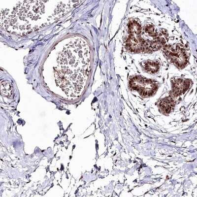 Immunohistochemistry-Paraffin: DMP-1 Antibody [NBP1-89484] - Staining of human breast shows strong nuclear positivity in glandular cells.