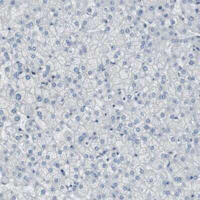 Immunohistochemistry-Paraffin: DMPK Antibody [NBP1-85011] - Staining of human liver shows low expression as expected.