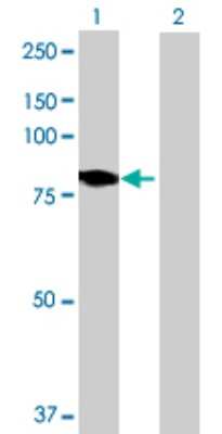 Western Blot: DMPK Antibody [H00001760-B01P] - Analysis of DMPK expression in transfected 293T cell line by DMPK polyclonal antibody.  Lane 1: DMPK transfected lysate(69.19 KDa). Lane 2: Non-transfected lysate.