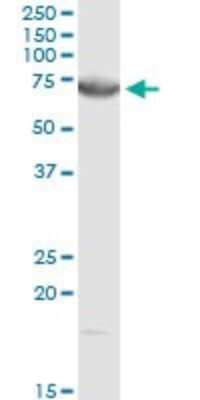 Western Blot: DMPK Antibody [H00001760-D01P] - Analysis of DMPK expression in NIH/3T3.