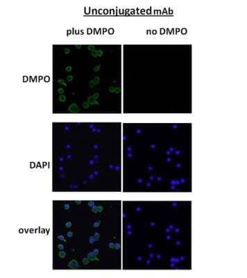 Immunocytochemistry/Immunofluorescence: DMPO Nitrone Adduct Antibody (N1664A) [NBP2-59306] - Immunocytochemistry/Immunofluorescence analysis using Mouse Anti-DMPO Monoclonal Antibody, Clone N1664A (NBP2-59306). Tissue: macrophage cell line (Raw 264.7). Species: Mouse. Primary Antibody: Mouse Anti-DMPO Monoclonal Antibody (NBP2-59306) at 1:100. Secondary Antibody: Alexa Fluor 488 Goat Anti-Mouse (green) at 1:1000. Counterstain: DAPI (blue) nuclear stain.