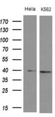 Western Blot: DMRT1 Antibody (1G10) [NBP2-46464] - Analysis of extracts (10ug) from 2 different cell lines.