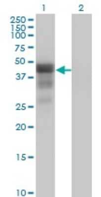 Western Blot: DMRT1 Antibody (1G11) [H00001761-M01] - Analysis of DMRT1 expression in transfected 293T cell line by DMRT1 monoclonal antibody (M01), clone 1G11.Lane 1: DMRT1 transfected lysate(39.5 KDa).Lane 2: Non-transfected lysate.