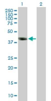 Western Blot: DMRT1 Antibody [H00001761-B01P] - Analysis of DMRT1 expression in transfected 293T cell line by DMRT1 polyclonal antibody.  Lane 1: DMRT1 transfected lysate(41.03 KDa). Lane 2: Non-transfected lysate.