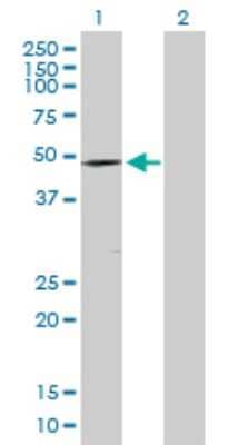 Western Blot: DMRT1 Antibody [H00001761-D01P] - Analysis of DMRT1 expression in transfected 293T cell line by DMRT1 polyclonal antibody.Lane 1: DMRT1 transfected lysate(39.50 KDa).Lane 2: Non-transfected lysate.